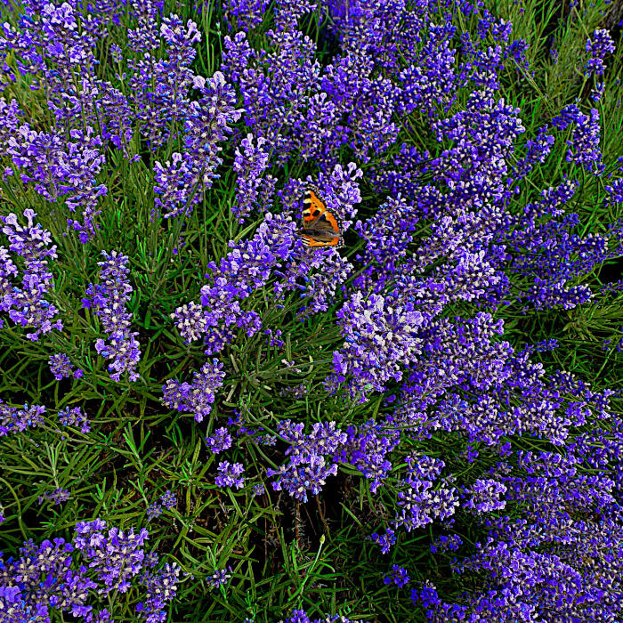 Lavendel