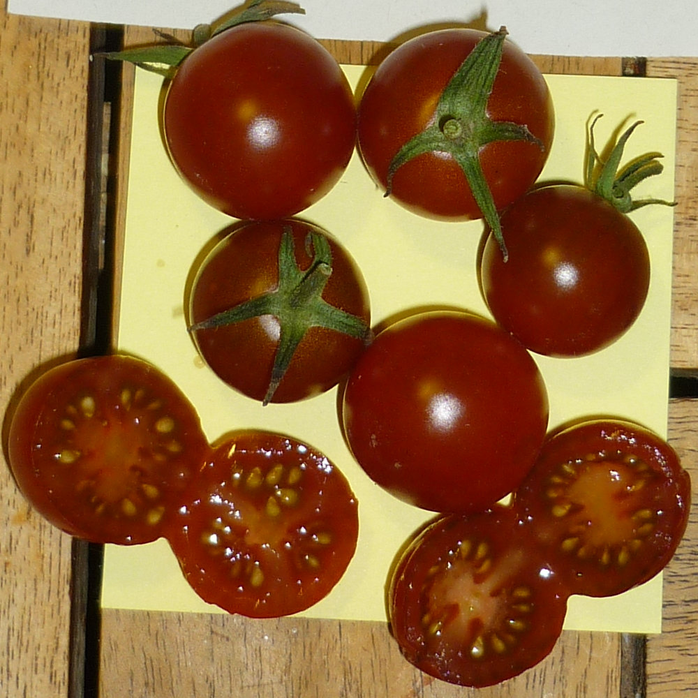 Cocktailtomate Hazel