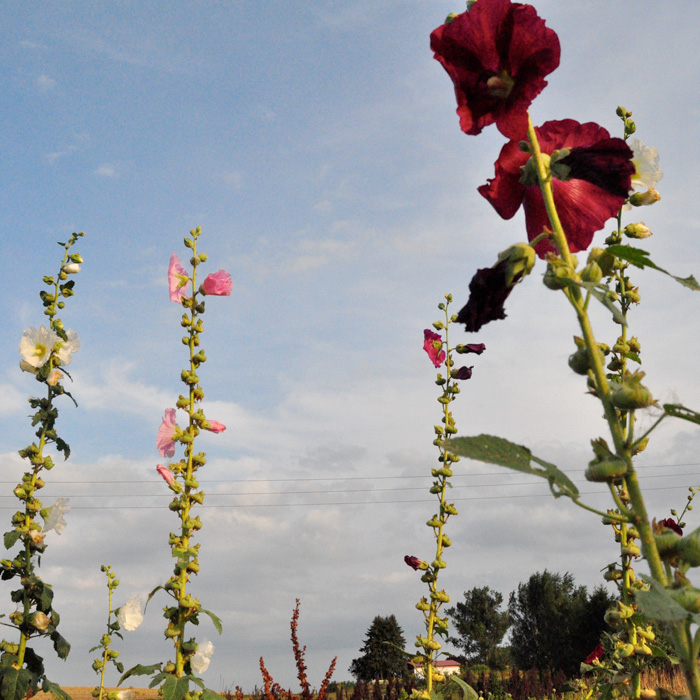 Stockrose, Malve Bunte Mischung