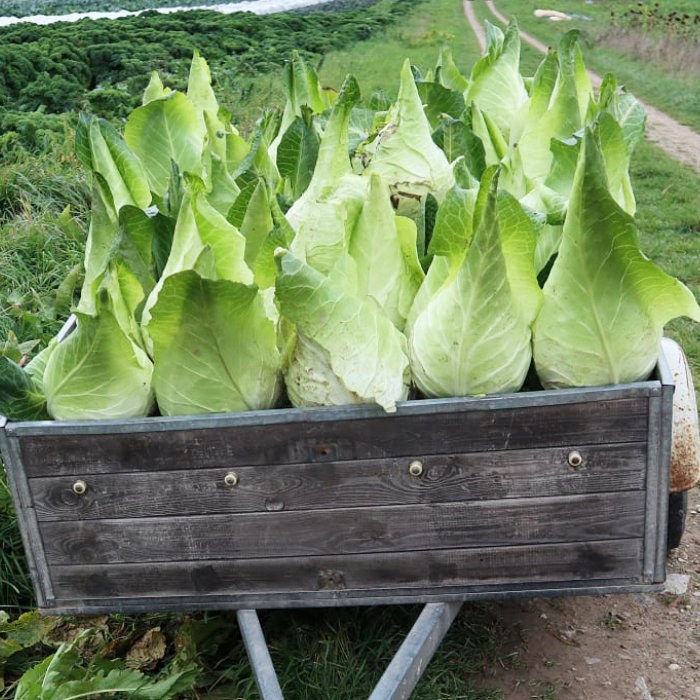Spitzkohl Filderkraut