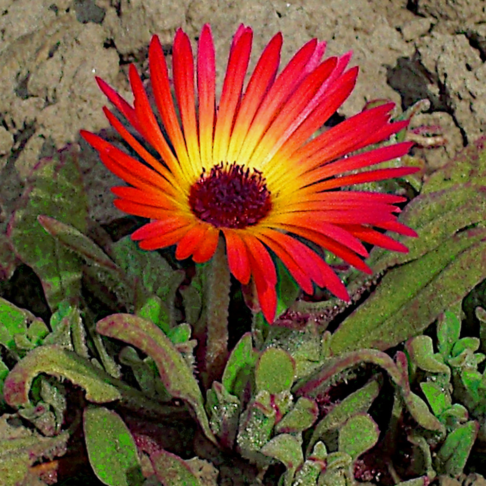 Mittagsblume