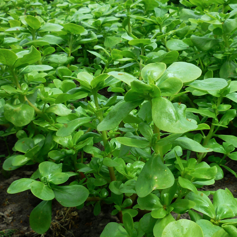 Portulak Gelber Breitblättriger