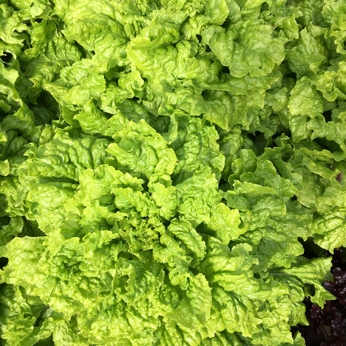 Schnittsalat Australische Gele (Australischer Gelber)