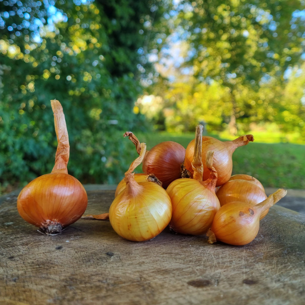 Schalotte Gelbe