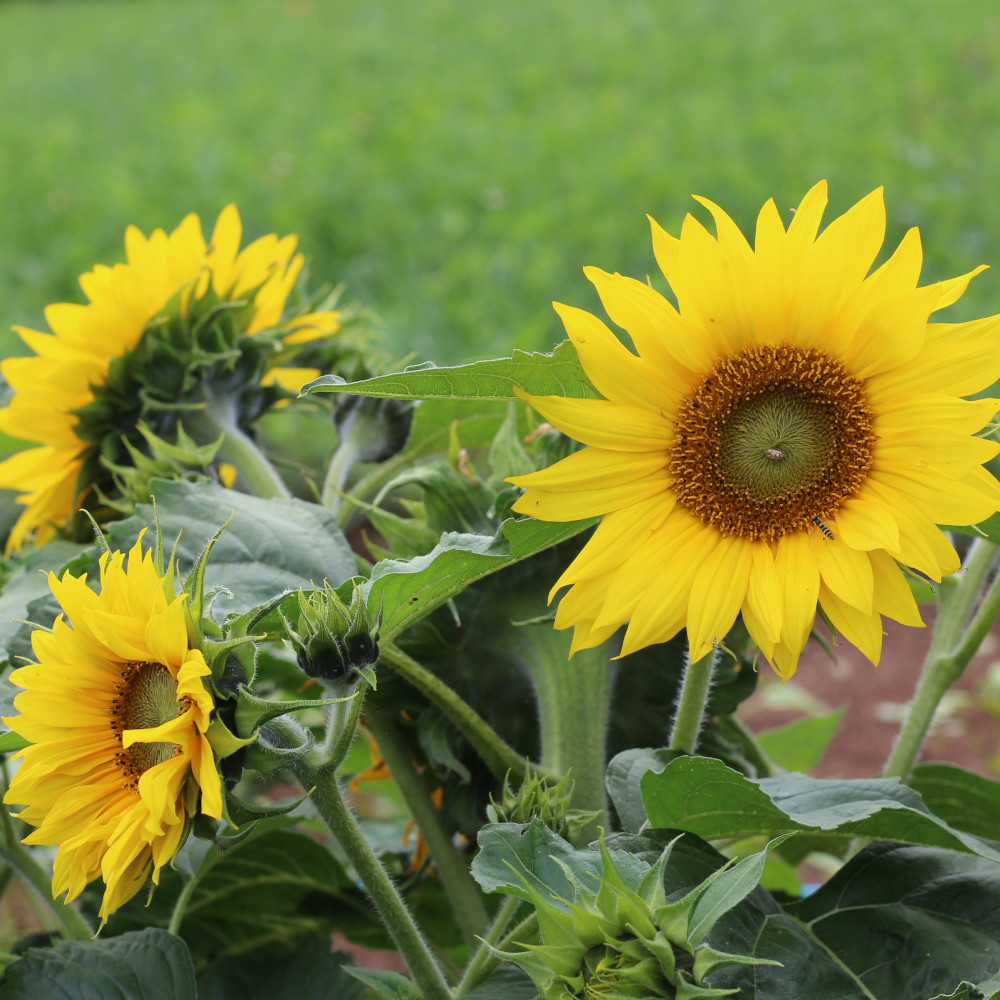 Sonnenblume Paccino