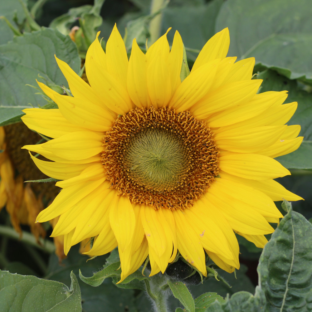 Sonnenblume Paccino