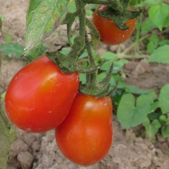 Cocktailtomate Celsia
