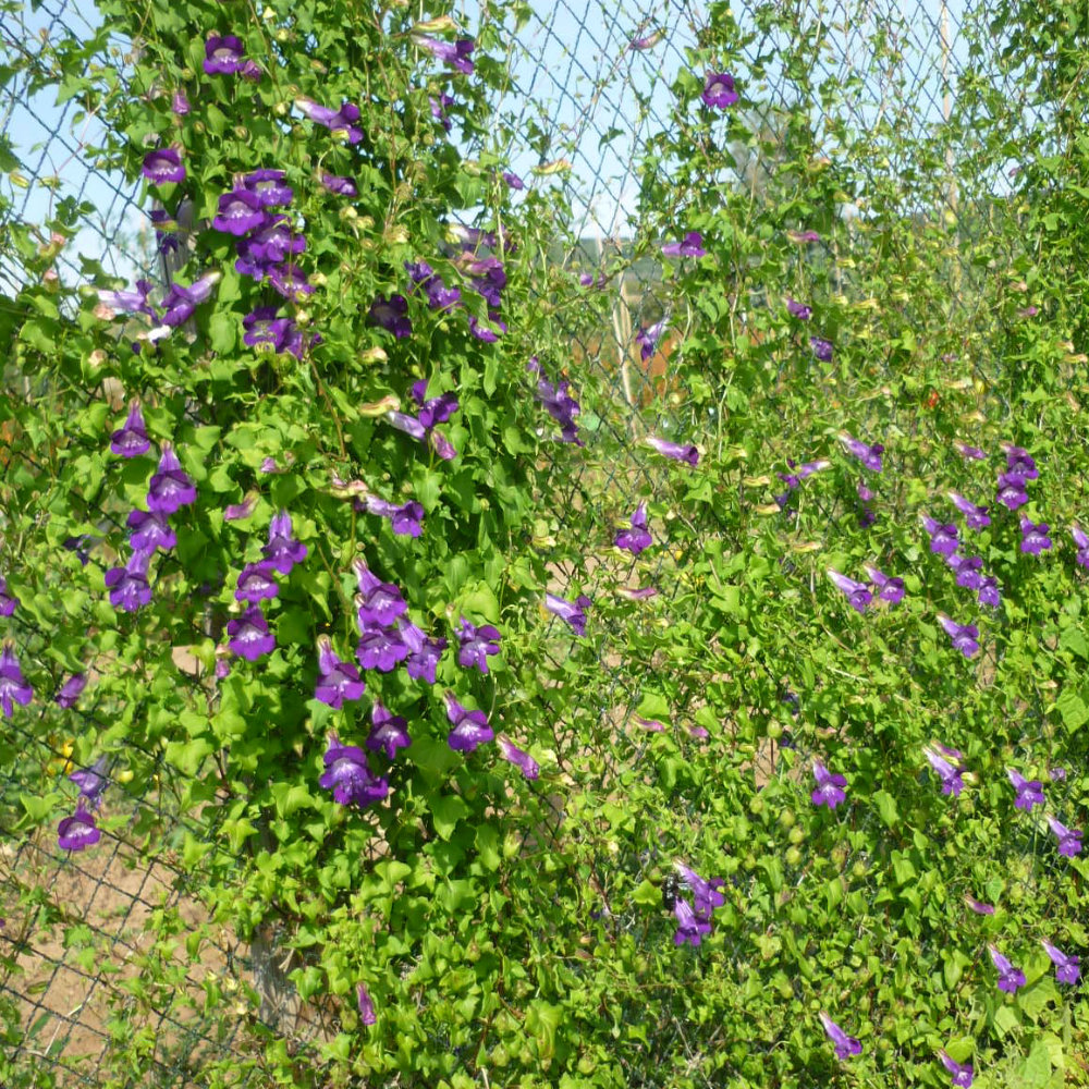 Kletterlöwenmäulchen violett