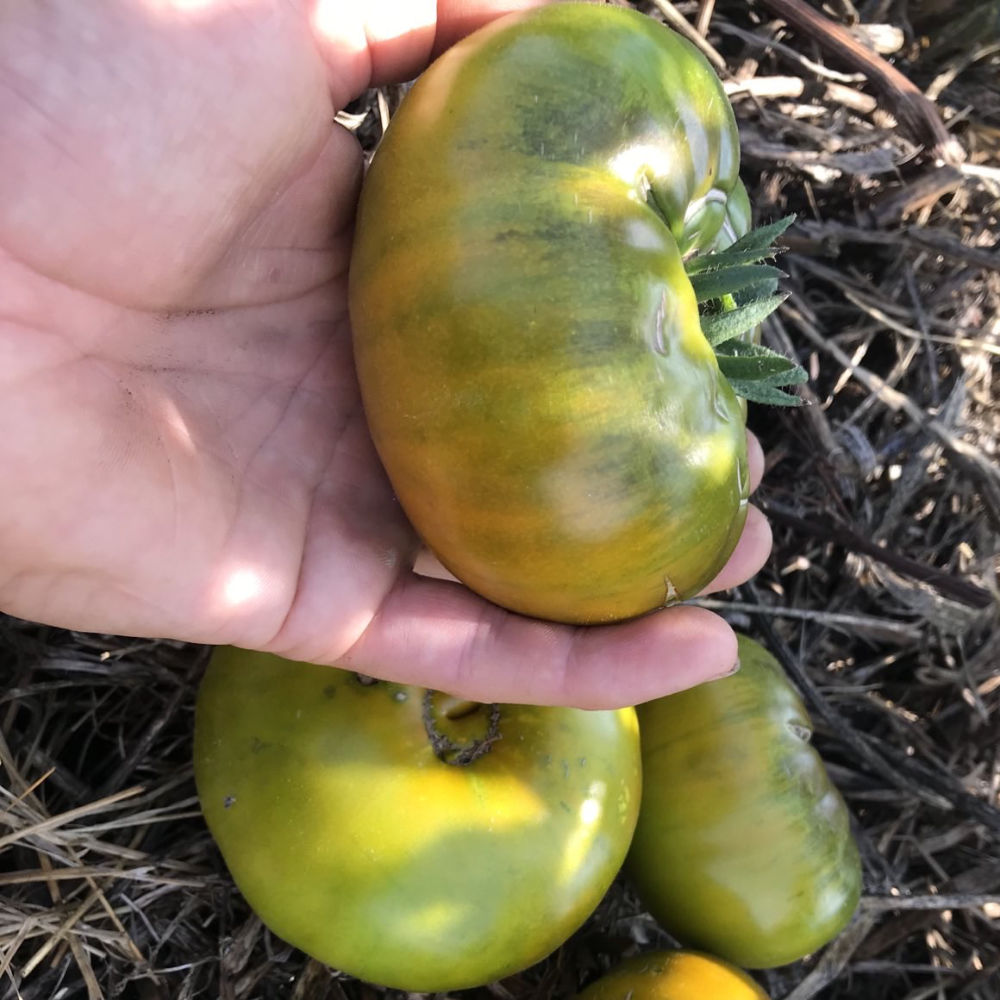 Fleischtomate Smaragdapfel