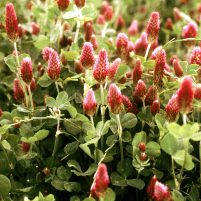 Inkarnatklee, Hessischer (40 m²)