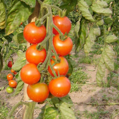 Cocktailtomate Gardener's Delight (Des Gärtners große Freude)