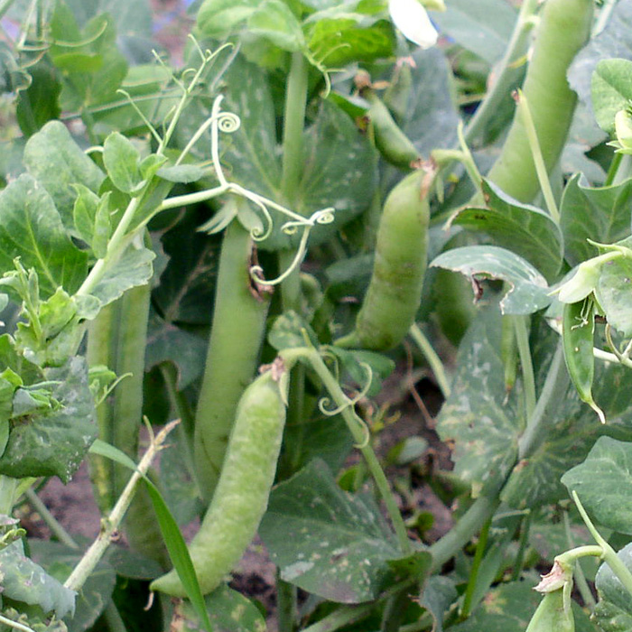 Markerbse Wunder von Kelvedon