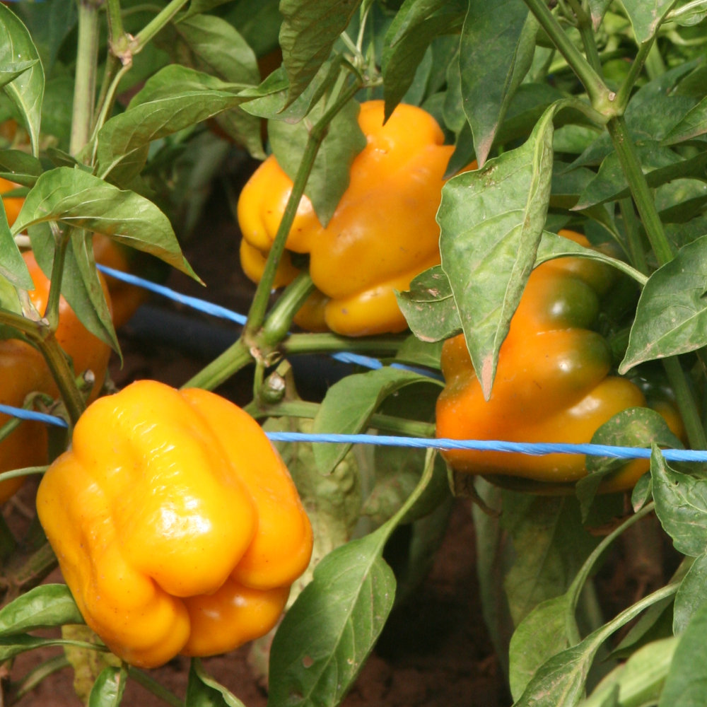 Paprika Quadrato d'Asti giallo