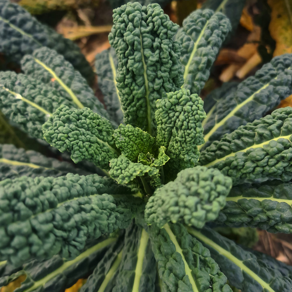 Palmkohl Negro Romano