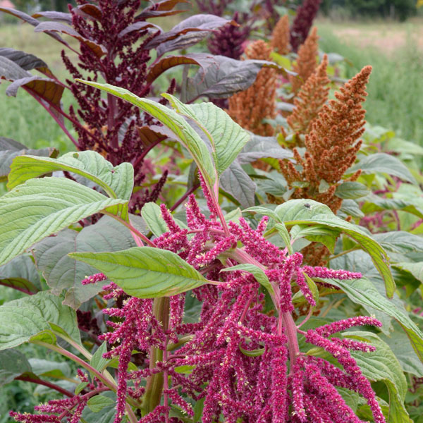 Amaranth Mischung