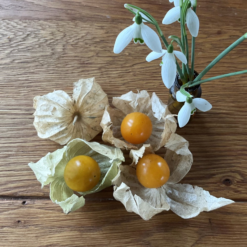 Andenbeere Schönbrunner Gold