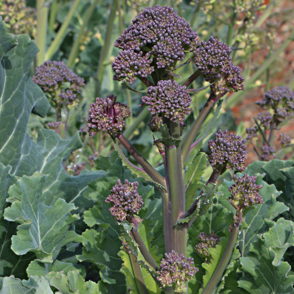 Winterbrokkoli Sprouting Farbmischung
