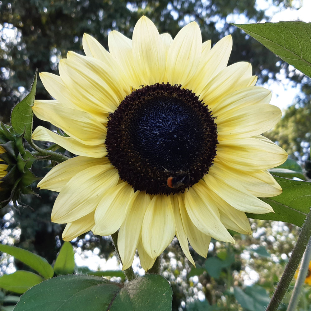 Sonnenblume Mischung