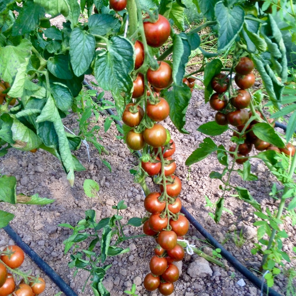 Schmortomate Cherry Zebra