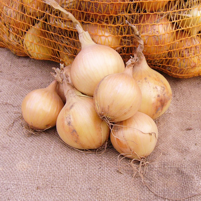 Saatzwiebel Zittauer Gelbe