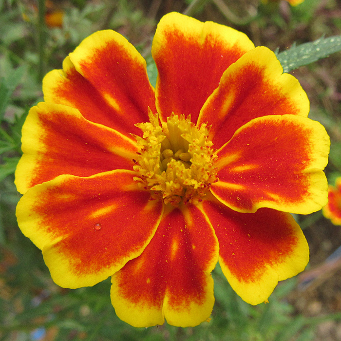 Riesentagetes