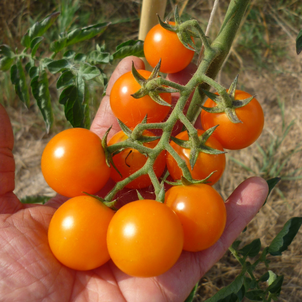 Cocktailtomate Petit Mandarin