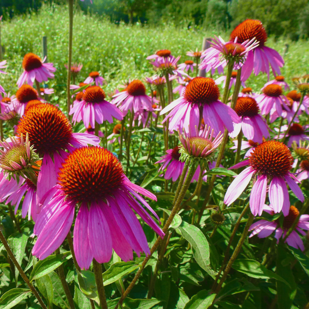 Echinacea, Roter Scheinsonnenhut