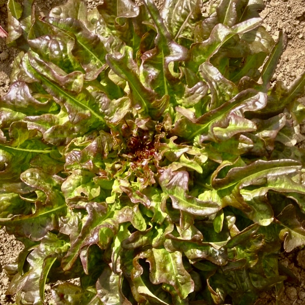 Eichblattsalat Poschiavo