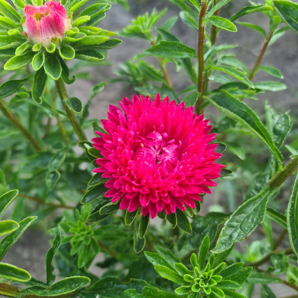 Sommeraster, rote