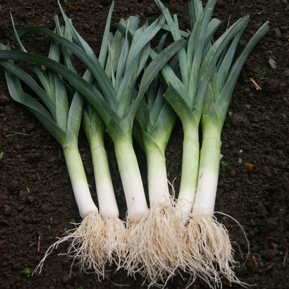 Porree Winterriesen 3