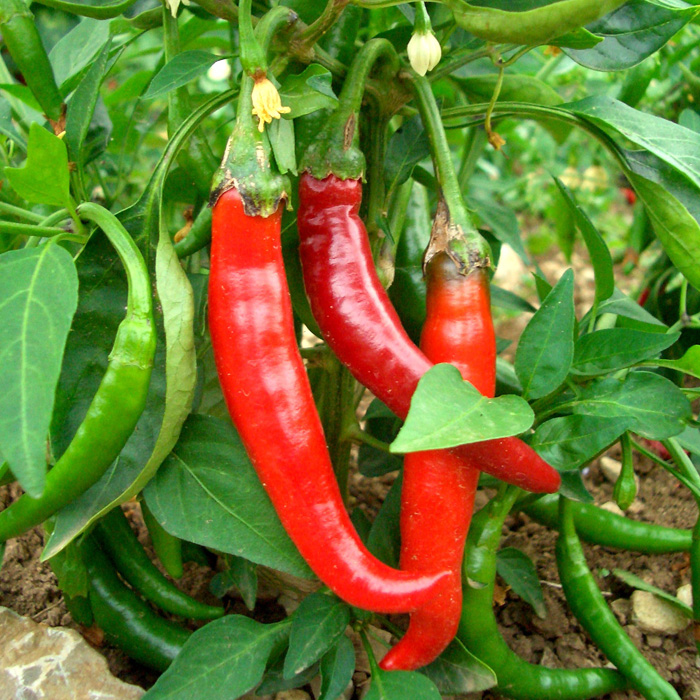 Peperoni Westlandia