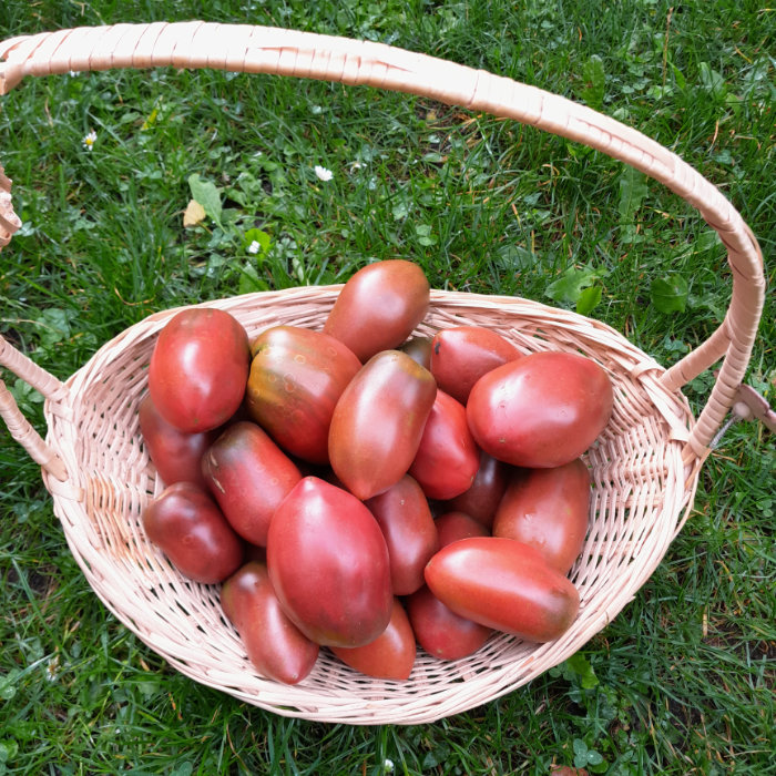 Salattomate Purple Russian