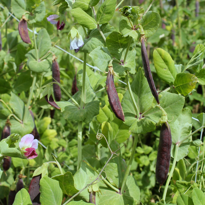 Kapuzinererbse Blauwschokker
