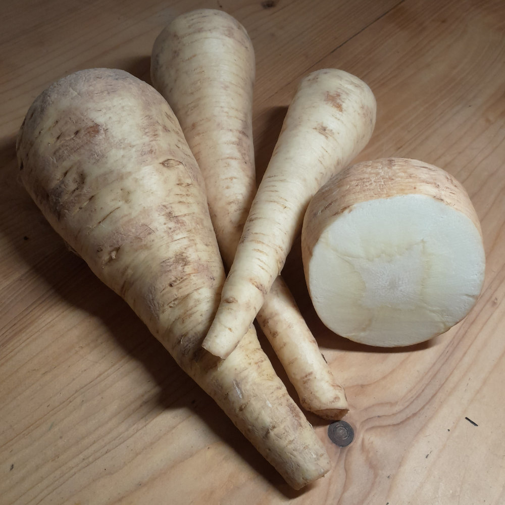 Pastinake Halblange Weiße