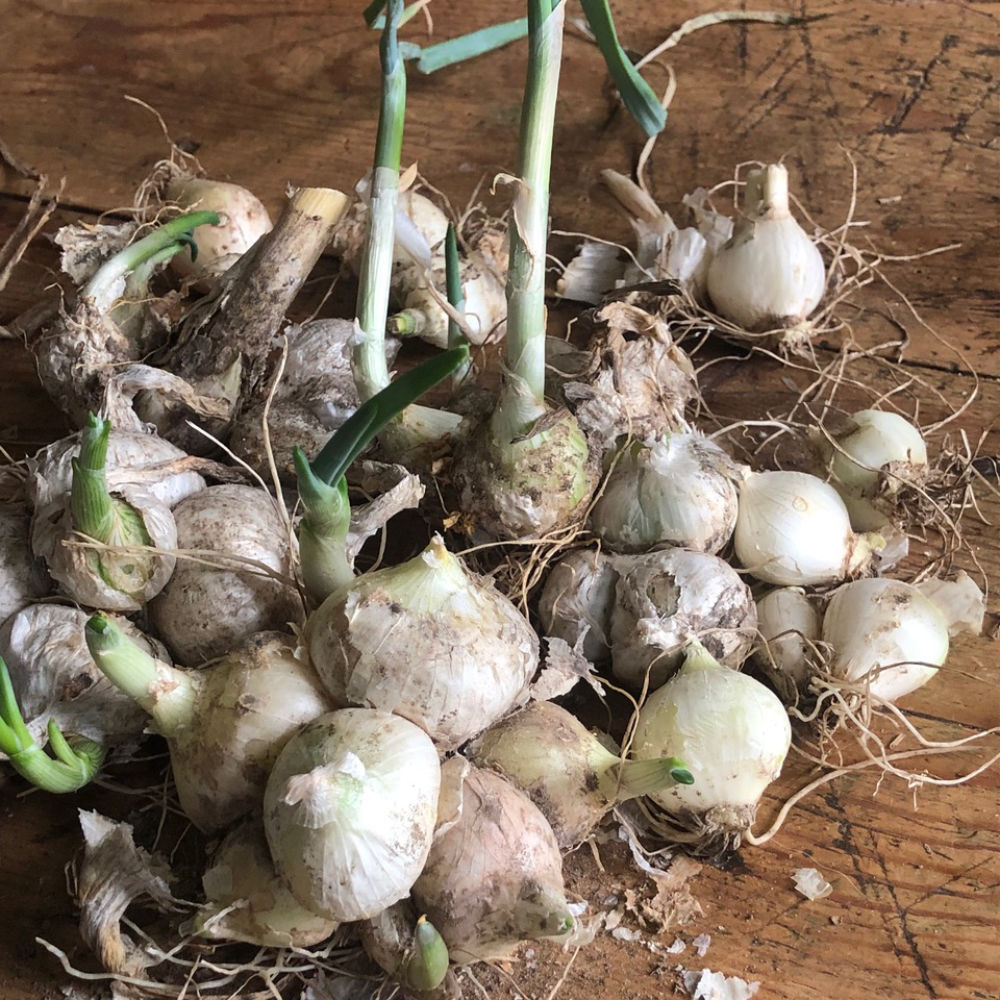 Saatzwiebel De Barletta