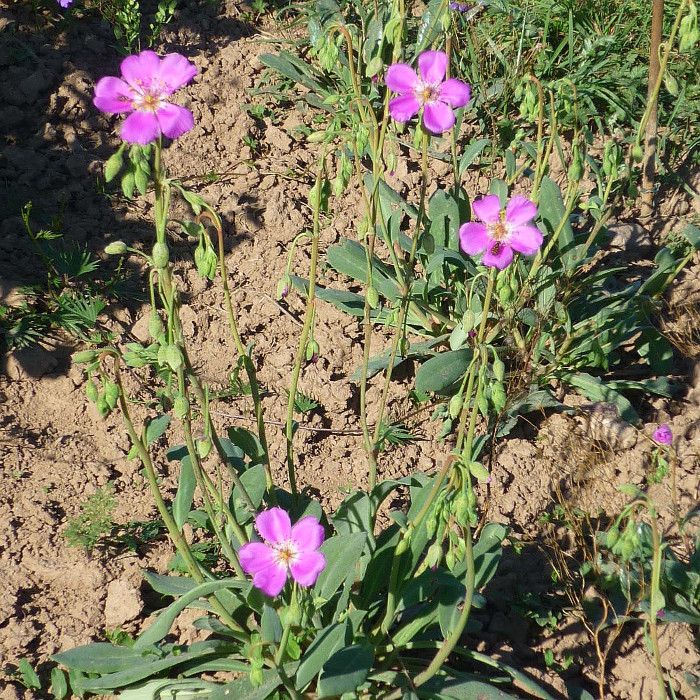 Cistanthe