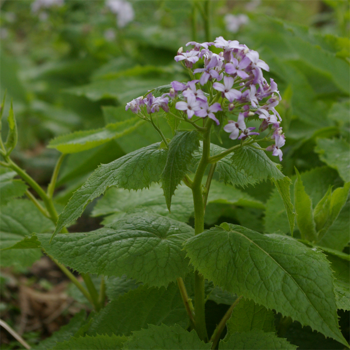Ausdauerndes Silberblatt