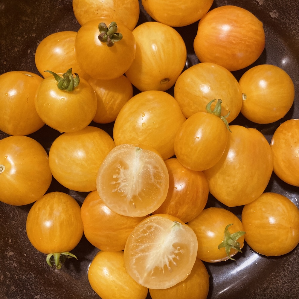 Buschtomate Tigerette Cherry