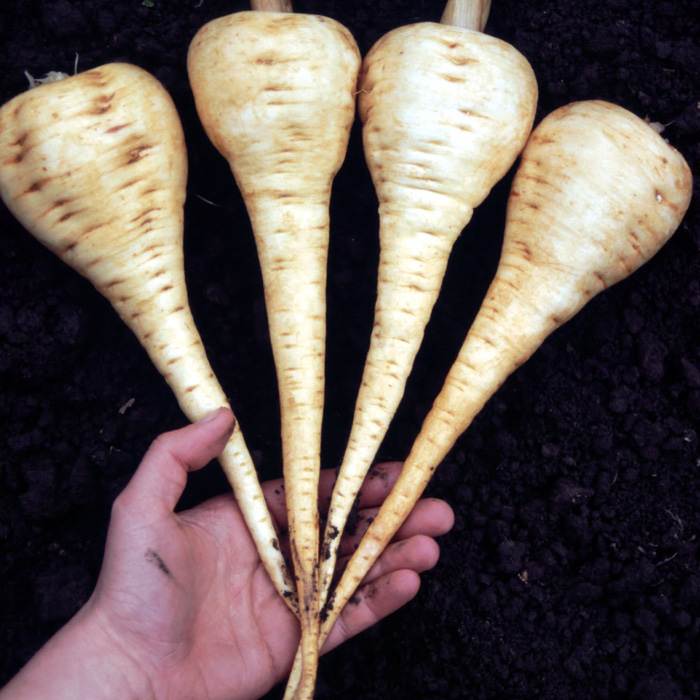 Pastinake White King