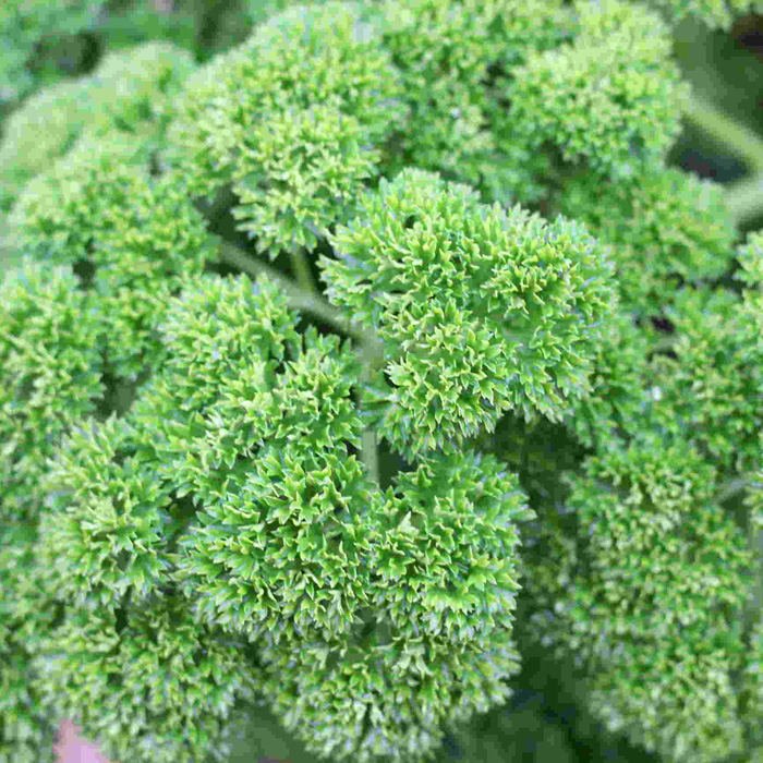 Petersilie Astra