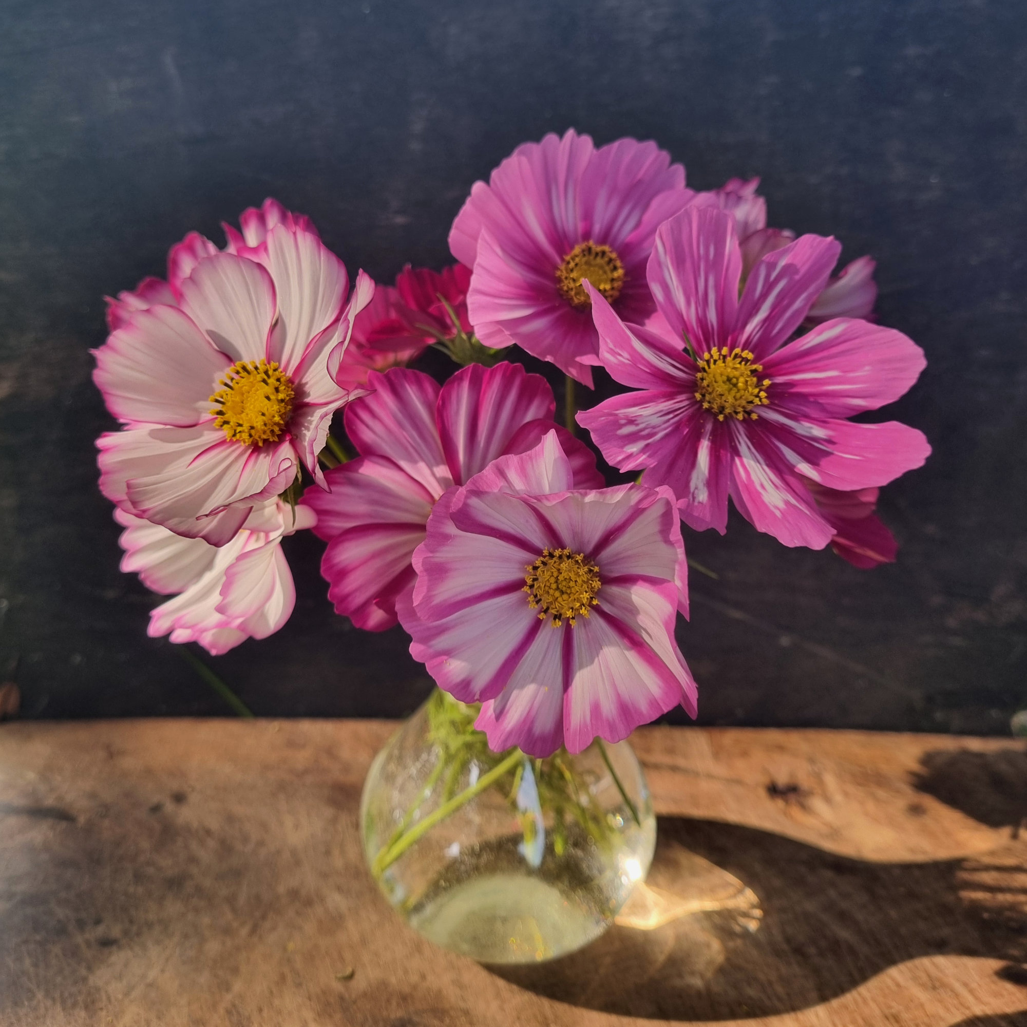 Cosmea Picotee