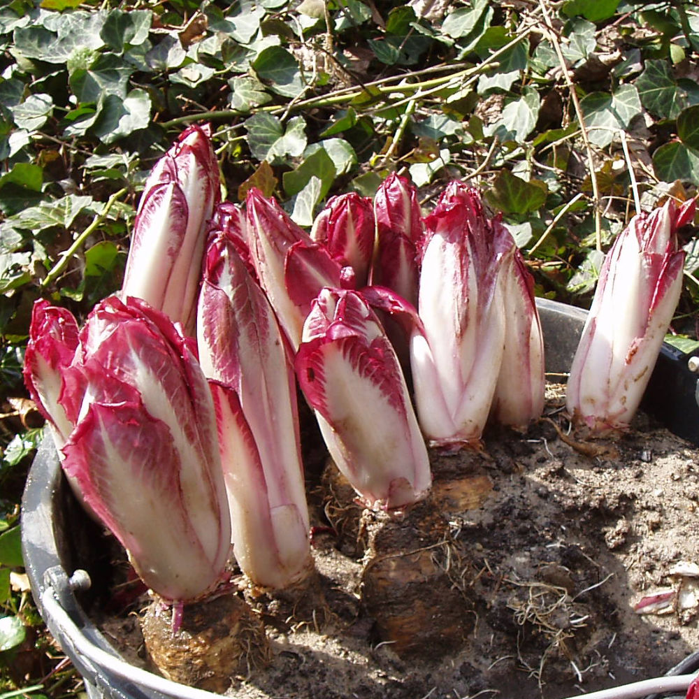 Chicorée Robin