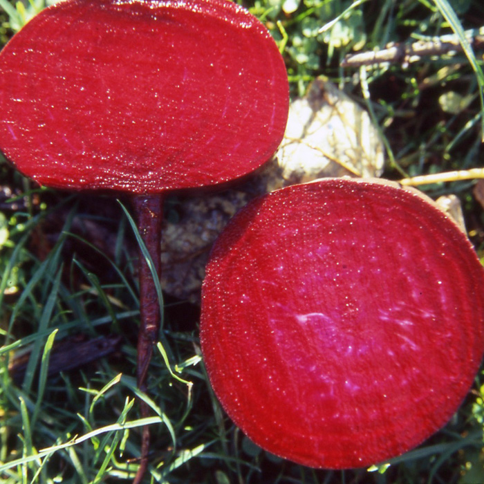 GROSSPACKUNG Rote Bete Ägyptische Plattrunde (D'Egypte)
