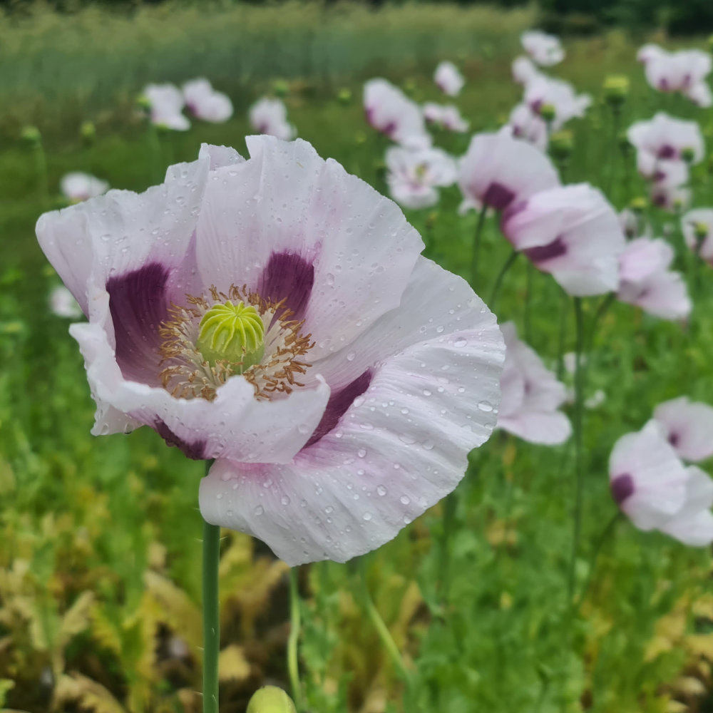Schließmohn
