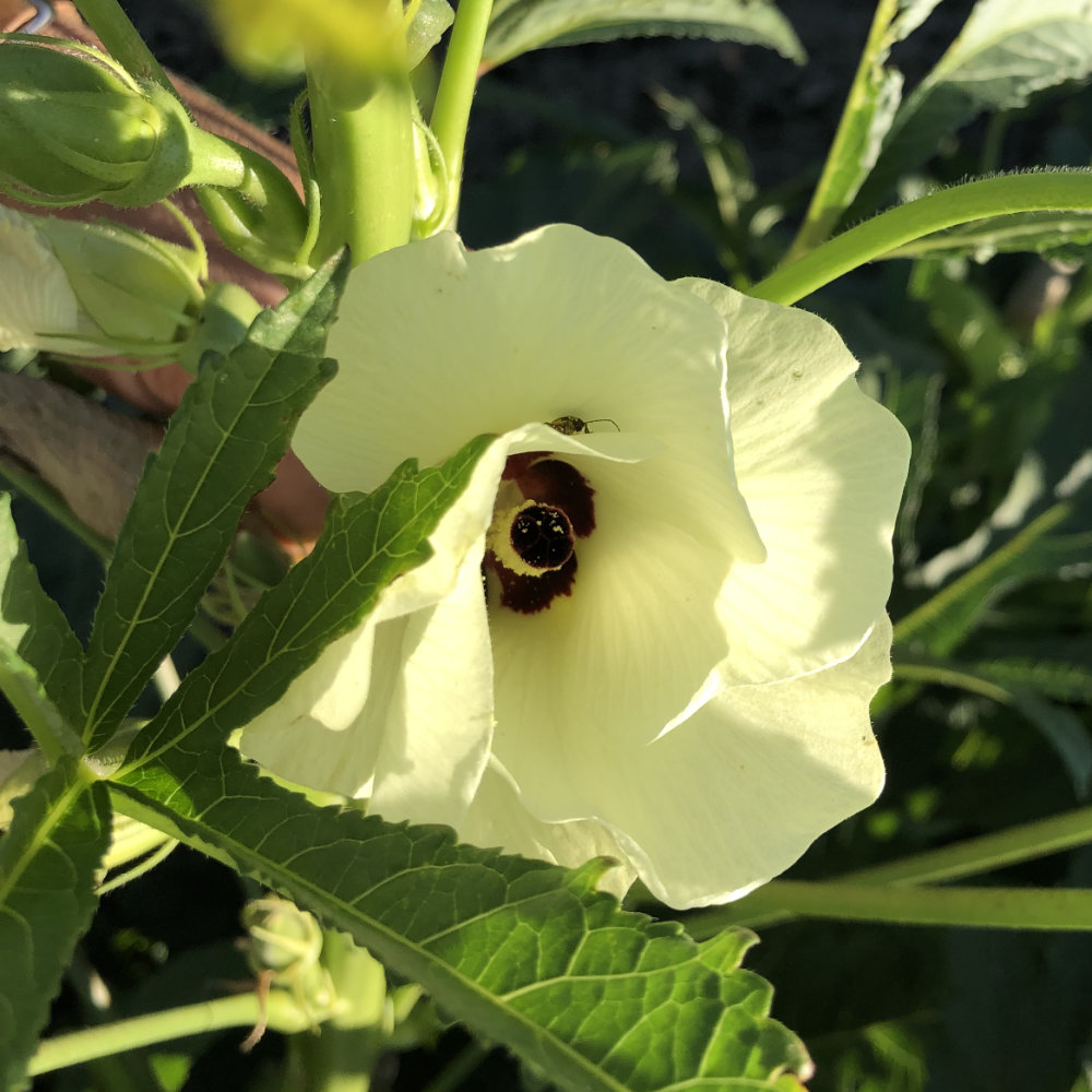 Okra Santa Cruz