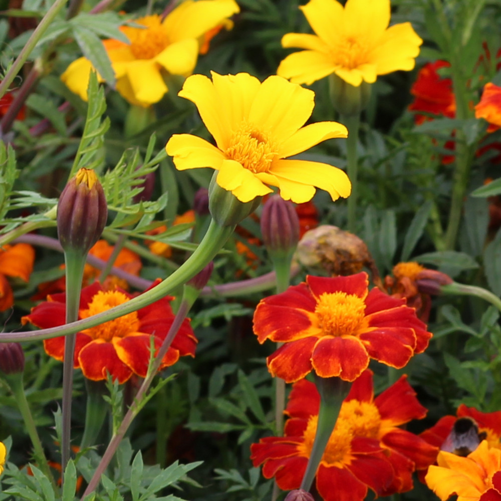 Studentenblume, Stinkewitzchen