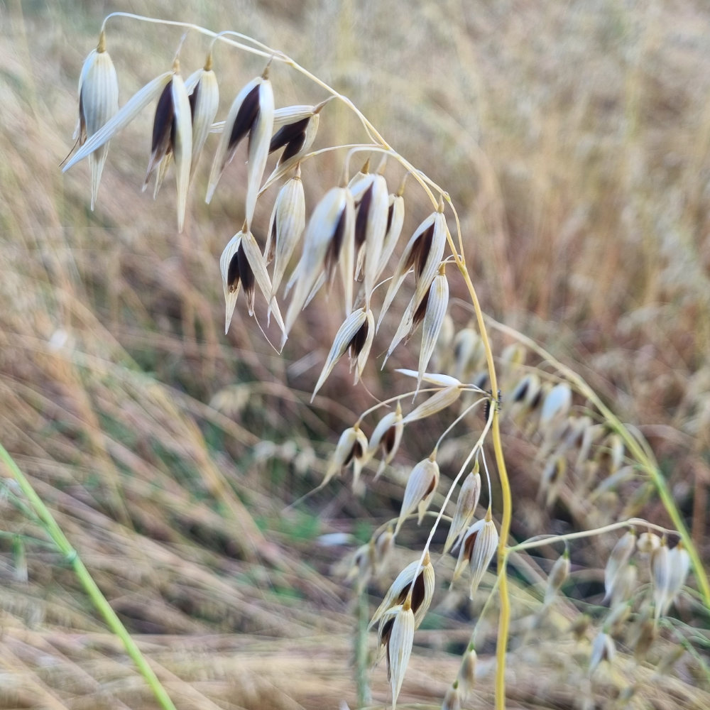 Schwarzer Tatarischer Fahnenhafer (10 m²)
