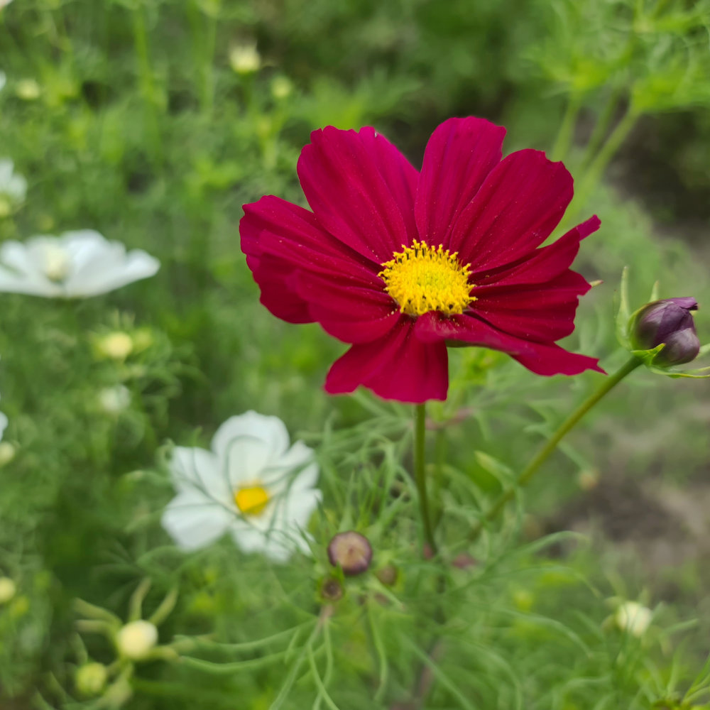 Cosmea Mischung