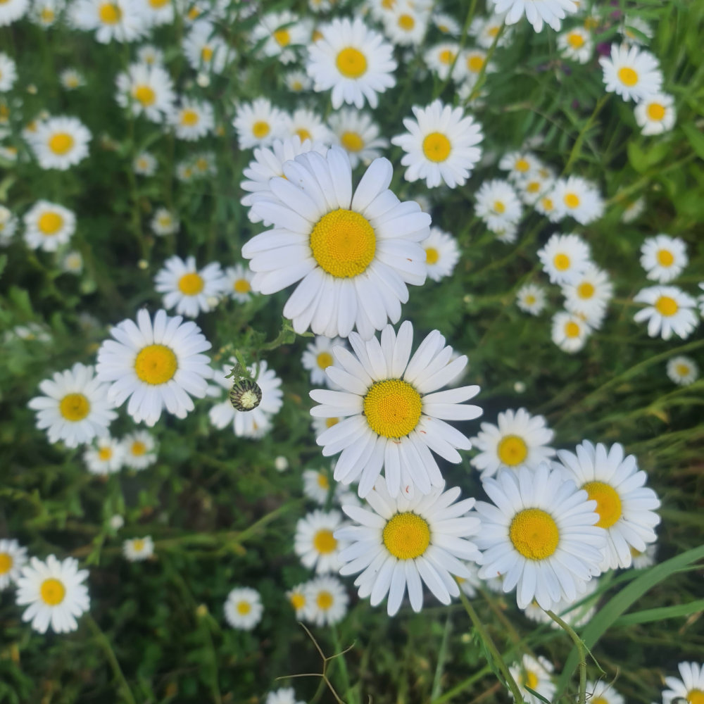 Wilde Margerite