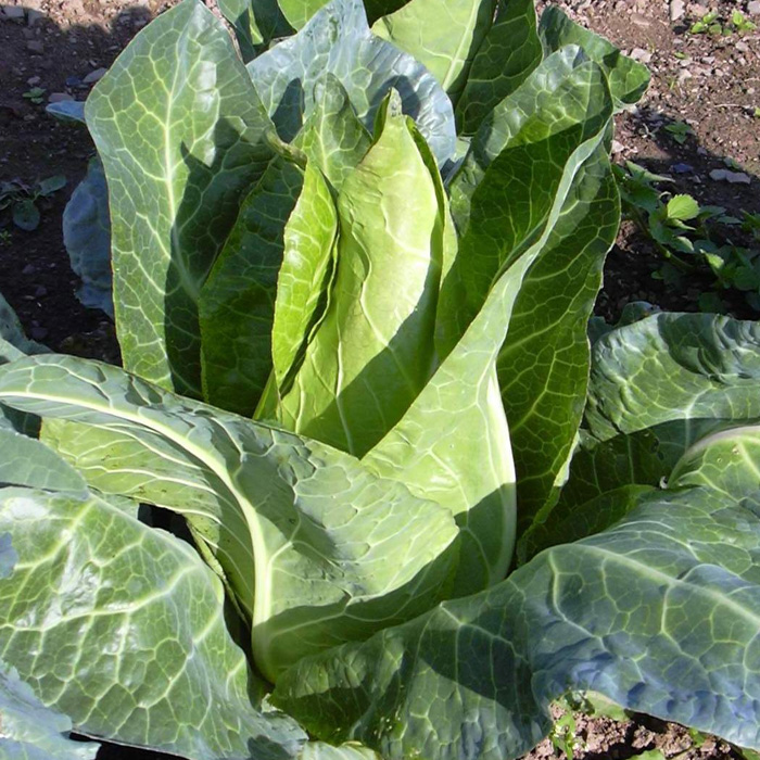 Spitzkohl Filderkraut